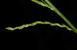 Roan Mountain sedge